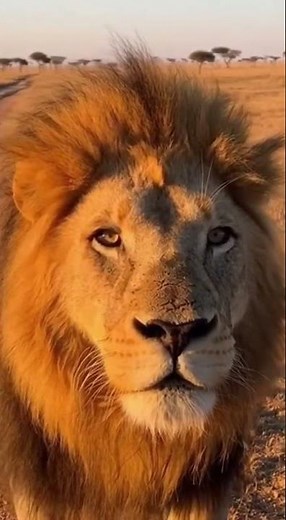 A dominant lion remains in guard mode, #animals #lion #lionking #wildanimals #wildlife