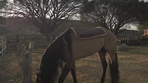 Person puts a saddle on a horse - Free Stock Video