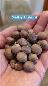 Starting a hazelnut hedge from seed. Step 1: determine seed viability. #gardening #seeds