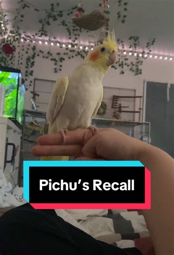 Cockatiel Recall Training Tutorial: Easy Steps to Follow