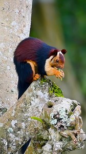 Morning magic in Nelliyampathi 🌤️✨ A stunning Malabar giant squirrel enjoying its breakfast high above the lush Kerala forests. Moments like these remind us why the wild is pure bliss. | Faisal Magnet