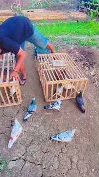 bikin kandang umbaran merpati #merpati #merpatiku #merpaticilacap