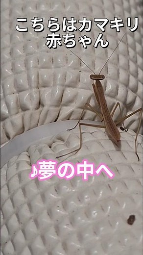 モリチャバネゴキブリ（益虫）&カマキリ赤ちゃん！