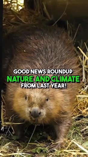 James Stewart on Instagram: "ad | Here are some of the good news stories for nature & climate you might’ve missed in 2025, thanks to the @nationaltrust ! From beavers being reintroduced for the first time, to the rebirth of Britain’s most iconic tree and even a new, green lease of life for a Victorian railway structure... It’s been a busy year! Share this with someone that wants to start their new year with some positivity 😊 #nationaltrust #goodnews #positivity #climate #nature"