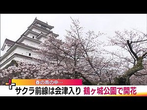 会津にも春が来た！ 桜雨の中、鶴ヶ城でソメイヨシノ開花宣言 例年より2日遅く＜福島・会津若松市＞ (24/04/09 19:22)