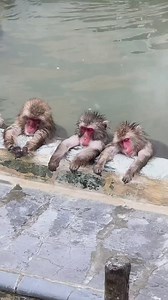 914K views · 8.8K reactions | Bath time guys藍. @gentle.monkey #monkey #picturechallenge #funnyvideo #monkeylife | Earth Wonders | Facebook