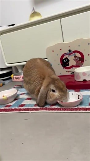 Feisty rabbit flips feeding bowl in Anhui, China