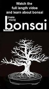 Chinese Elm Bonsai - Full Video on YouTube #bonsai