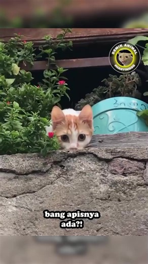 Demik Animal Part 14: Fun Animal Dubs from Indonesia