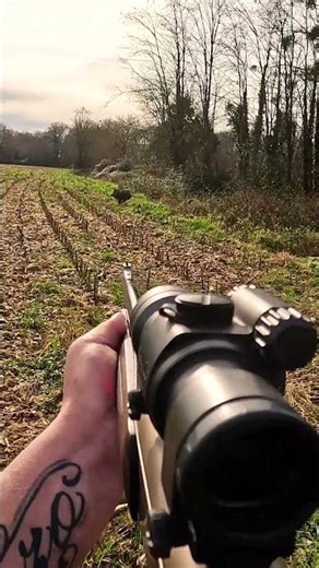 MAGNIFIQUE TIR SUR GROS SANGLIER #chasse #hunting