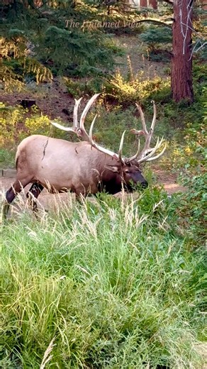 Have you ever seen “Splits” also known as Split 5? One of the most photographed bull elk in Colorado! He is back with an even bigger crown this year—new tines splitting on both sides. He’s been working hard to strip off the last of his velvet, draped across his face as he strolls by for an evening snack. 🦌 #untamednature #untamedstrength #untamedbeauty #coloradowildlife #split5 #bullelk #wapiti #foryoupageシ | The Untamed View