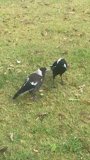 26 reactions · 4 comments | Tell me it’s springtime… without telling me it’s springtime.  Feeding the magpies out the front — hoping this buys me a free pass for next swooping season!  | Cr James O'Shea | Facebook