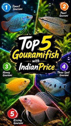 Gourami fish with price ✅️ #foryou #fishing #viral #trending #ytshorts #shorts #pets #vlog #daily