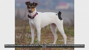 How to Brush and Deshed Your Brazilian Terrier: A Step-by-Step Guide