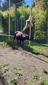It’s International Primate Day! Watch as Aries the gibbon becomes interested with his new roommate, our senior anoa Baby Bean. Animals at the Asian Forest Sanctuary are able to rotate habitats to experience different scenery and scents (and sometimes new friends). 🥰 📷: Assistant Curator, Erin | Point Defiance Zoo & Aquarium