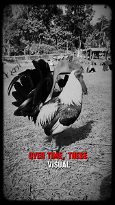 10K views · 218 reactions | Evolution of Feather Patterns Feather...