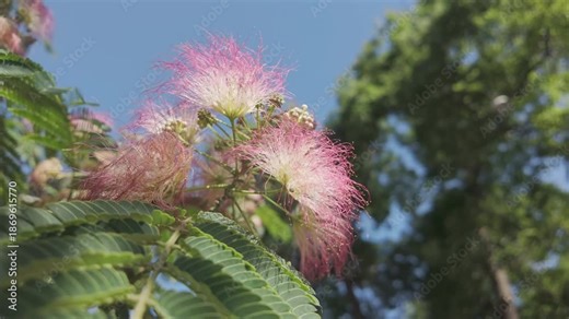 Fluffy white-pink flowers of Persian silk tree (Albizia julibrissin) sway in breeze against blue sky. Pink silk tree in full bloom. Albizia julibrissin flower blooming on mimosa tree.
