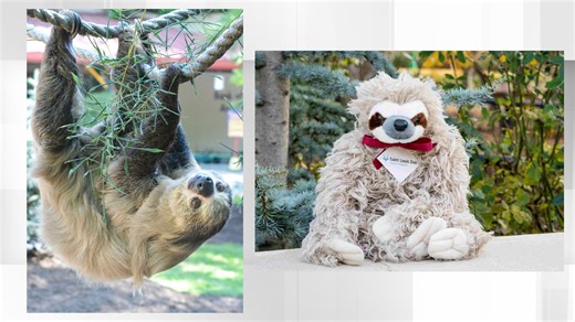 Here’s how you can adopt a sloth for Valentine’s Day