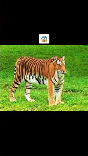 How Animals Look Without Necks