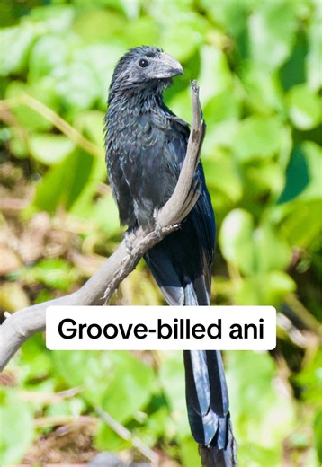 Check out this Groove-billed ani ‼️ . So obsessed with these ani’s . They’re just such a cool looking bird . #birding #birdphotograghy #birds