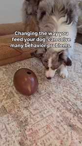 Food Puzzle Feeder for Large or Medium Dogs, 5C