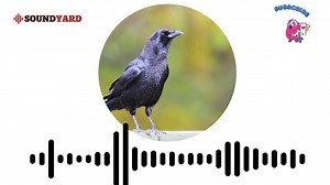 American Crow Sound, Crow Call and Song Audiogram Version