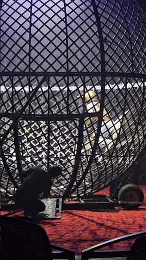 Cage of Death! Motorcycle Stunt Circus Vargas #circusvargas