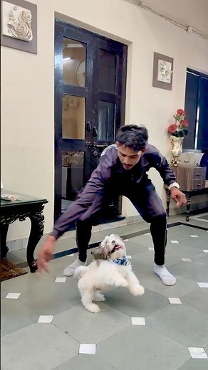 🐕‍🦺SHIH TZU🐕‍🦺 basic obedience training program tricks #youtubeshort #dogfood #dog #puppytrainin