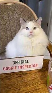 He Scored His Dream Job 😂