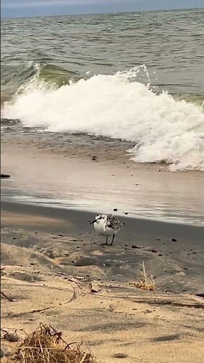 Piping Plover looking stunning along Lake Superior, Michigan’s Whitefish Point #nature