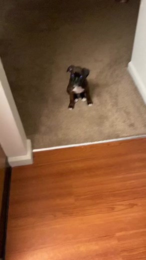 Adorable 9-Week-Old Boxer Puppy - Outspoken Odin