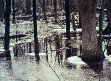 Eastern US Deciduous Forest: A Year of Wildlife and New Life