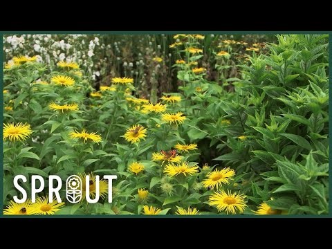 Spring Gardening Tips - Transform Your Garden for Color and Wildlife