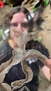 The Reptile Zoo on Reels