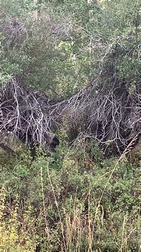 SHOOTING A HUGE GROUSE WITH MY BOW #archery #hunting #publicland #colorado #wv