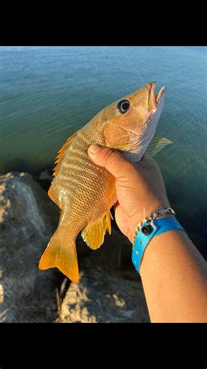 Schoolmaster-snapper hits shrimp 🍤 on a jig Mexico 🇲🇽 Jetty 🎣 #mexicofishing #snapperfishing