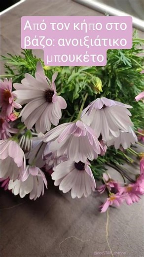 Argyranthemum & Osteospermum: μαργαρίτες από τον κήπο σε βάζο #shorts #flowers