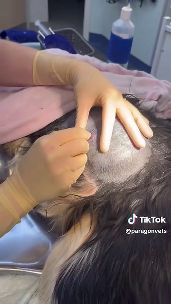 Understanding Abscess Drainage in Veterinary Care