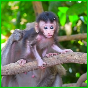 20K views · 561 reactions | Extremely cute new baby monkey lip smacking talk a lot lull cameraman so adorable | Newly Monkey | Facebook
