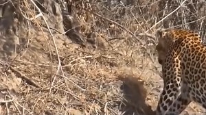 Pythons Are Too Aggressive! Giant Python Squeezes made Leopard Stop Breathing! Leopard vs Snake | Exploring Wild Nature