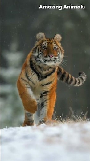 Cutest Baby Tigers in the Wild! #birds #nesting #insect #nature