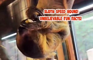 Swing by the Because We Matter Rescue Center for a thrilling speed round of animal fun facts featuring our adored two-toed sloth, Rian! 🌿 Prepare to plunge into the captivating world of sloths with these jaw-dropping insights: Upside-Down Organ Design: Ever heard about the unique organ placement that lets sloths live upside down? It’s a marvel of nature! Nighttime Navigators: Tiny pupils give sloths extraordinary night vision, making them masters of the moonlit forest. Dietary Distinctions: Cur
