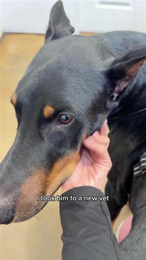 Brush Your Dog's Teeth for Better Dental Health