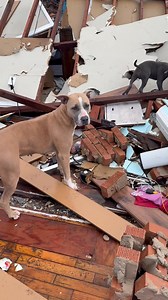 The dog we have been with all morning just found one of her puppies in the rubble of this tornado in Lake City, Arkansas! Them their humans came and reunited AND all five puppies were found alive and well (two had been with the family, two others found at the neighbors). Amazing | Ginger Zee