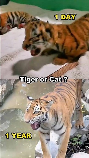🐯🐯🐯From Baby to 1 Year Old: This Tiger Still Meows Like a Cat!