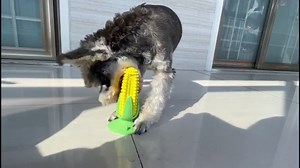 Watch Dog Chew Toys for Indestructible Aggressive Chewers on Amazon Live