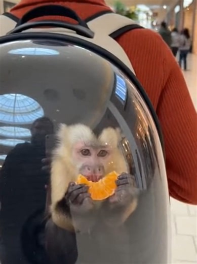 Monkey eating fruit #monkeyeating #viralmonkey #Viral