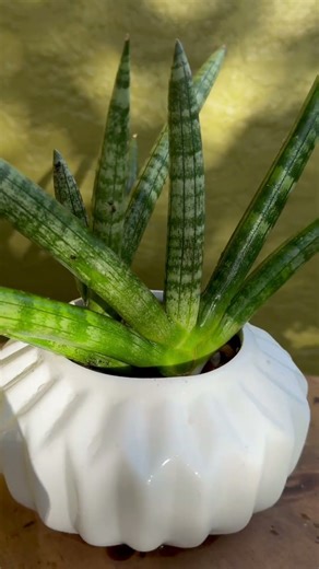 🪴 Sansevieria cylindrica – Spear Snake Plant – “Atom” (Small) (Trap and Plants)