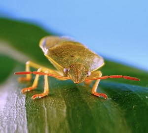 866K views · 3.7K reactions | Cochiniglie del Cactus: La Risposta della Natura a un Fard Bellezza e Naturale | 5-Minuti Creativi Green | Facebook