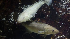 Utdrag fra konsertforestillingen «Torsketromming» fra Ultimafestivalen 2021. Video: Maja Wilhite-Hannisdal